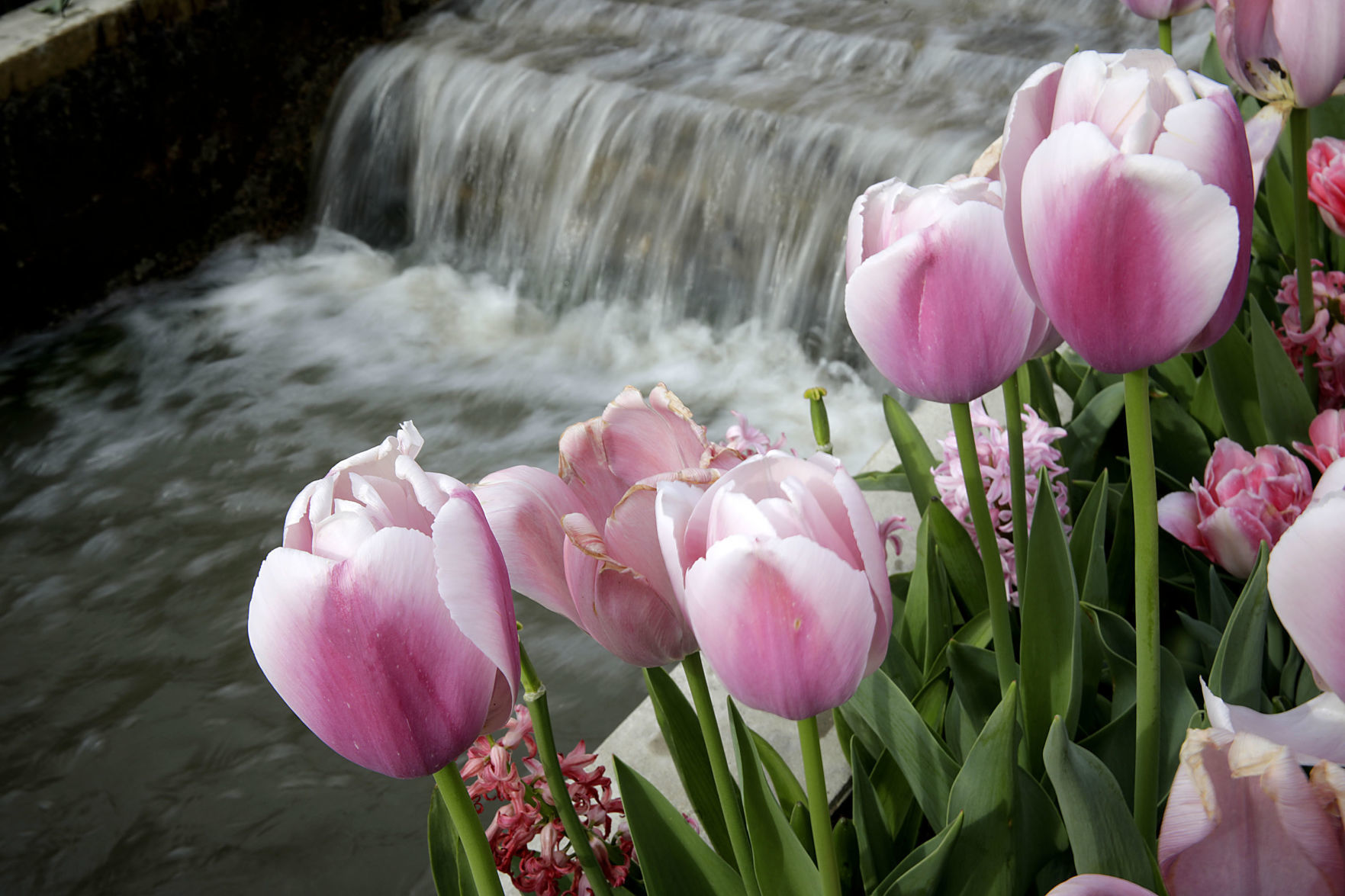 Tulsa Botanic Garden